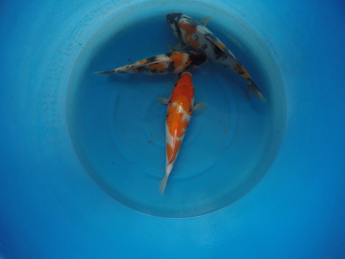 S_4915611336230.jpg