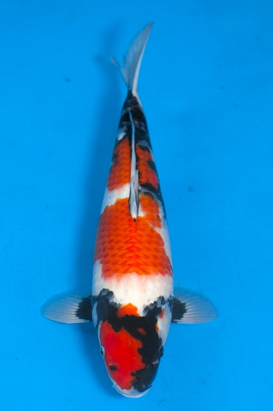 10-昭和三色(岡山桃太郎產)-44cm-母-2015年產-20000起標-(2016國際-p2)-1.jpg