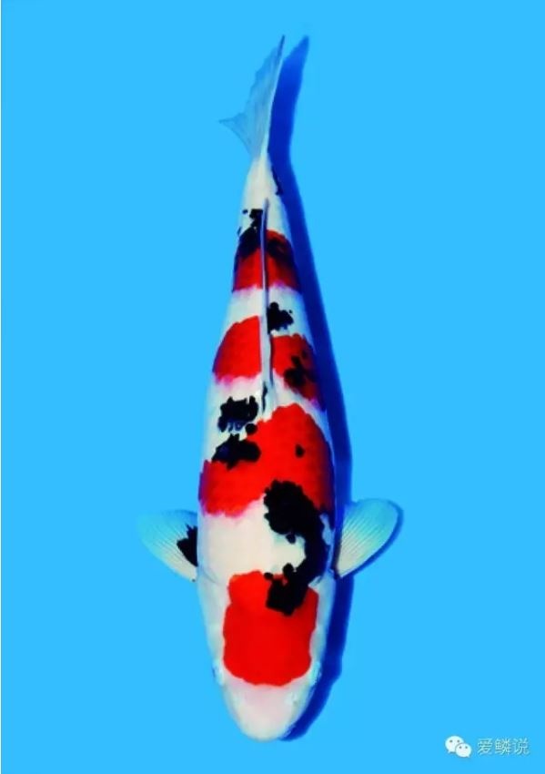 錦鯉幼魚：挑選需觀將來性