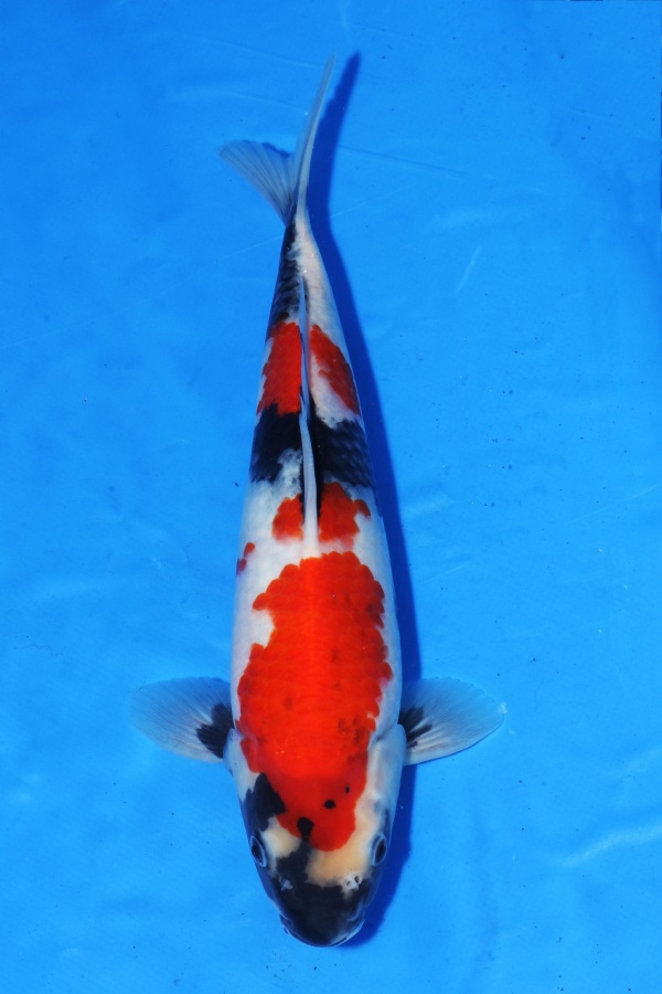 23-昭和-30cm-不明- 1680起標(永興-2017聯拍-第二階段)-1.jpg