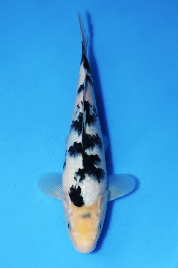 31-別光-25cm-不明-2016年產-3000起標-(江口-2017聯拍--第二階段)-1.jpg