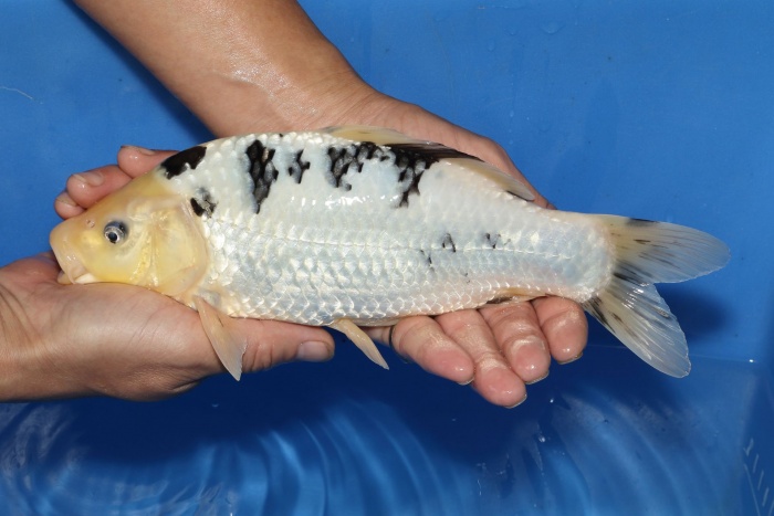 31-別光-25cm-不明-2016年產-3000起標-(江口-2017聯拍-第二階段)-2.jpg