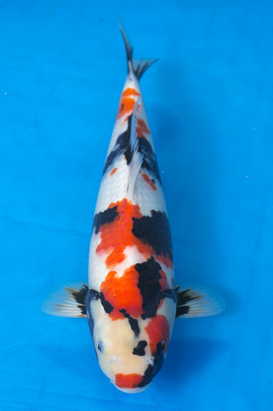 06-昭和三色-42cm-不明-2016年產-10000起標-(強度p2-2017元大昭和拍賣會)-1.jpg.jpg