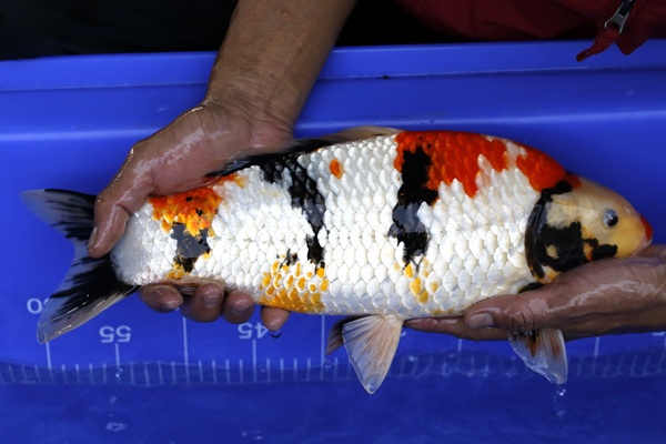 06-昭和三色-42cm-不明-2016年產-10000起標-(強度p2-2017元大昭和拍賣會)-3.jpg.jpg