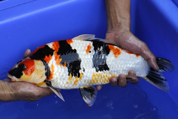 06-昭和三色-42cm-不明-2016年產-10000起標-(強度p2-2017元大昭和拍賣會)-4.jpg.jpg