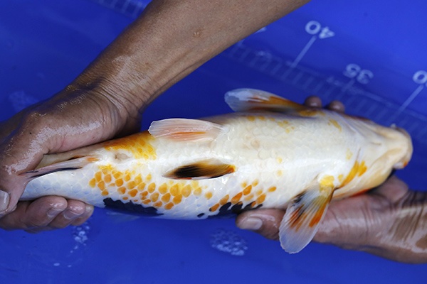 06-昭和三色-42cm-不明-2016年產-10000起標-(強度p2-2017元大昭和拍賣會)-5.jpg.jpg