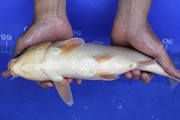 10-昭和三色-37cm-母-2016年產-5000起標-(強度p2-2017元大昭和拍賣會)-4.jpg