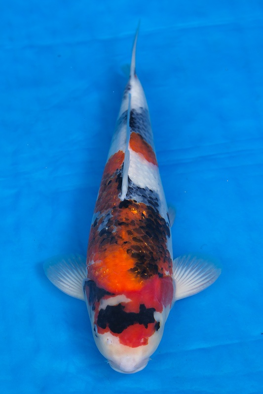 18-昭和三色(樂透魚)-39cm-母-2016年產-3000起標-(強度p2-2017元大昭和拍賣會)-1.jpg.jpg