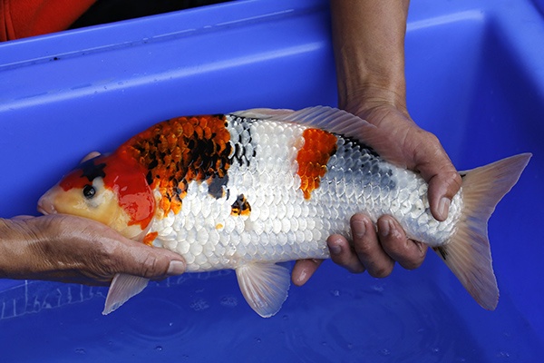 18-昭和三色(樂透魚)-39cm-母-2016年產-3000起標-(強度p2-2017元大昭和拍賣會)-2.jpg.jpg