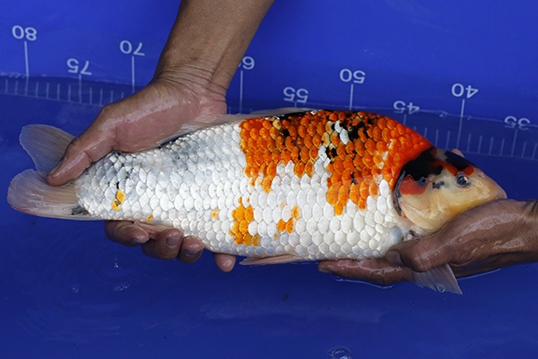 18-昭和三色(樂透魚)-39cm-母-2016年產-3000起標-(強度p2-2017元大昭和拍賣會)-3.jpg.jpg