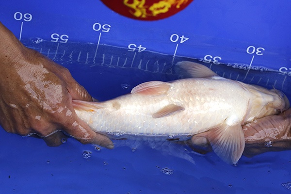 18-昭和三色(樂透魚)-39cm-母-2016年產-3000起標-(強度p2-2017元大昭和拍賣會)-4.jpg.jpg