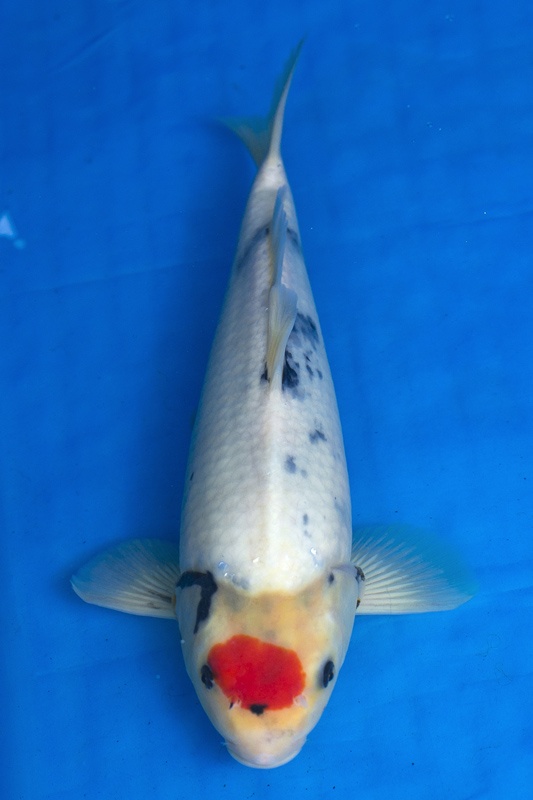 19-丹頂昭和(樂透魚)-41cm-母-2016年產-3000起標-(強度p2-2017元大昭和拍賣會)-1.jpg.jpg
