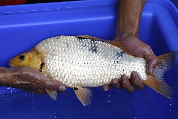 19-丹頂昭和(樂透魚)-41cm-母-2016年產-3000起標-(強度p2-2017元大昭和拍賣會)-2.jpg.jpg