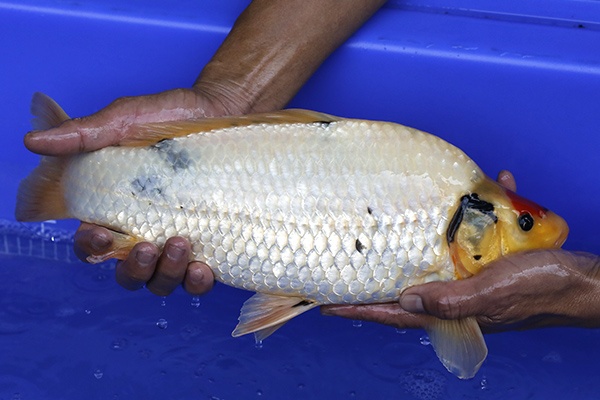 19-丹頂昭和(樂透魚)-41cm-母-2016年產-3000起標-(強度p2-2017元大昭和拍賣會)-3.jpg.jpg