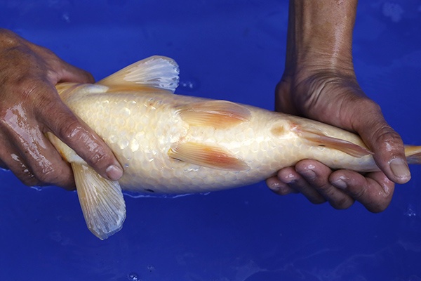 19-丹頂昭和(樂透魚)-41cm-母-2016年產-3000起標-(強度p2-2017元大昭和拍賣會)-4.jpg.jpg