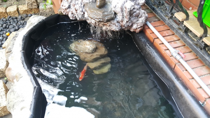 新手養鯉