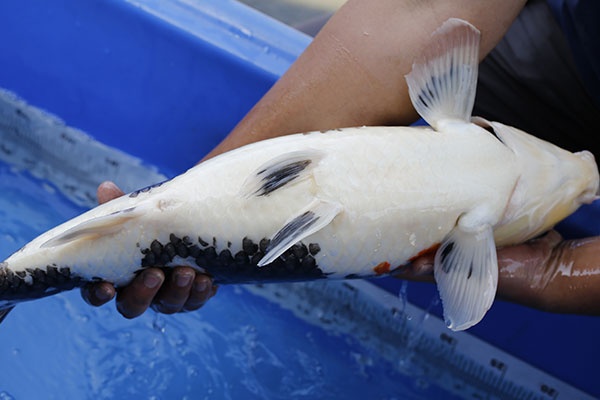 01-昭和三色-61cm-母-2015年產-8000起標-(2017江語鯉苑拍賣會)-4.jpg