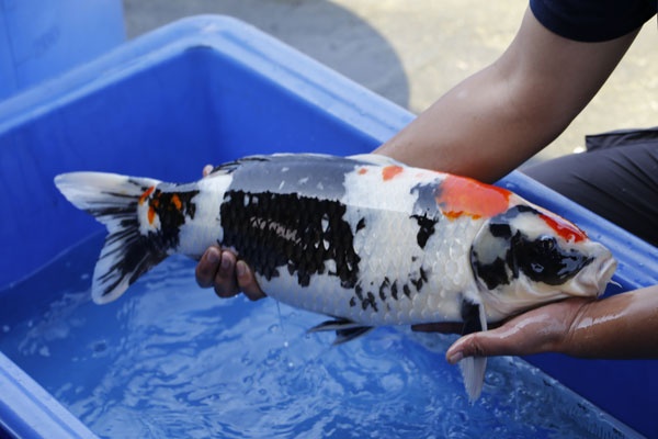 01-昭和三色-61cm-母-2015年產-8000起標-(2017江語鯉苑拍賣會)-2.jpg