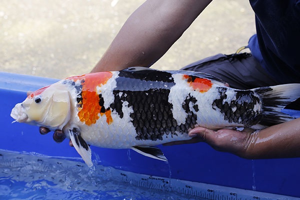 01-昭和三色-61cm-母-2015年產-8000起標-(2017江語鯉苑拍賣會)-3.jpg