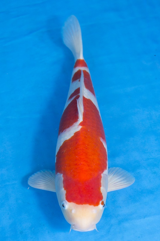 02-紅白-49cm-公-2015年產-3000起標-(2017江語鯉苑拍賣會)-1.jpg
