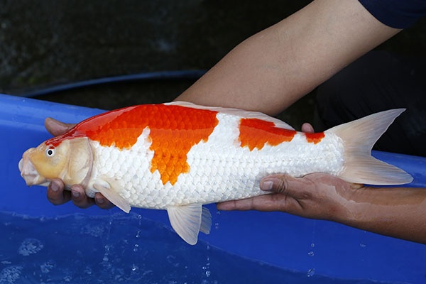 02-紅白-49cm-公-2015年產-3000起標-(2017江語鯉苑拍賣會)-3.jpg