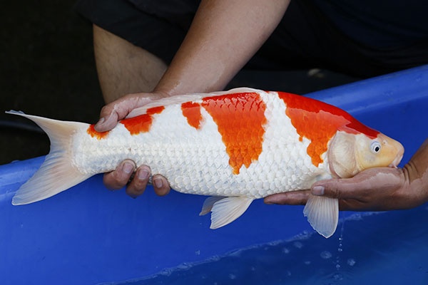 02-紅白-49cm-公-2015年產-3000起標-(2017江語鯉苑拍賣會)-2.jpg