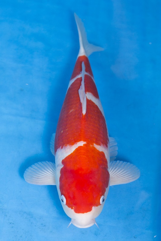 03-紅白-50cm-母-2015年產-5000起標-(2017江語鯉苑拍賣會)-1.jpg