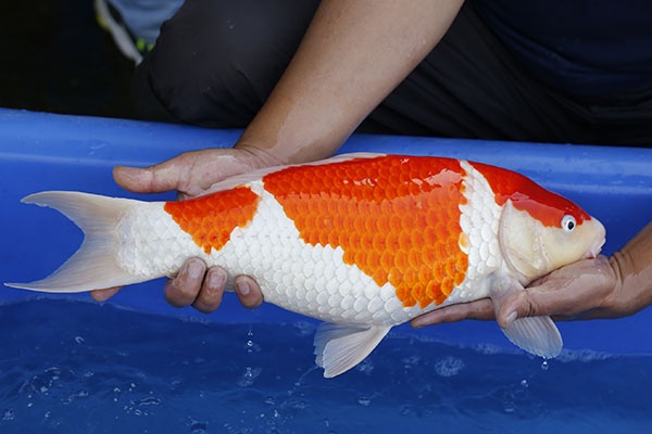 03-紅白-50cm-母-2015年產-5000起標-(2017江語鯉苑拍賣會)-3.jpg