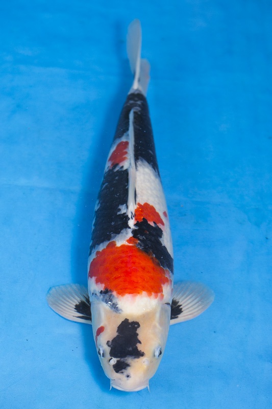04-昭和三色-51cm-公-2015年產-3000起標-(2017江語鯉苑拍賣會)-1.jpg