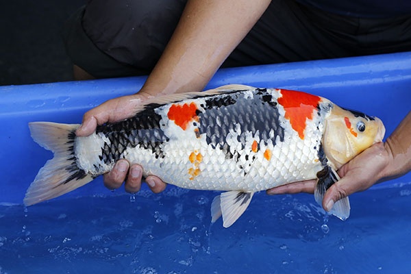 04-昭和三色-51cm-公-2015年產-3000起標-(2017江語鯉苑拍賣會)-2.jpg