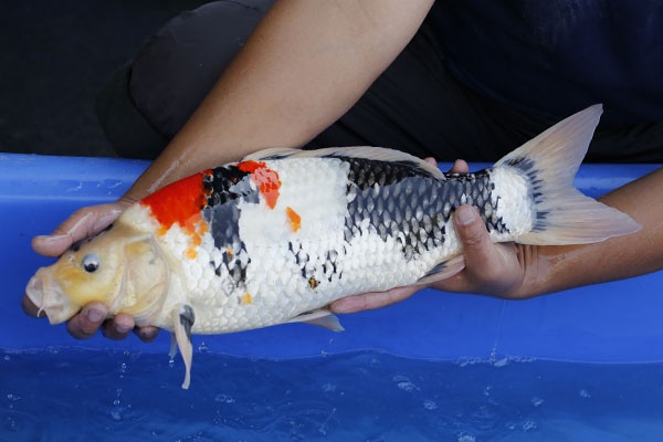 04-昭和三色-51cm-公-2015年產-3000起標-(2017江語鯉苑拍賣會)-3.jpg