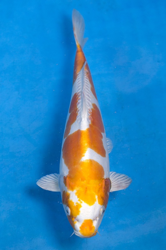 07-菊水-41cm-不明-2016年產-3000起標-(2017江語鯉苑拍賣會)-1.jpg