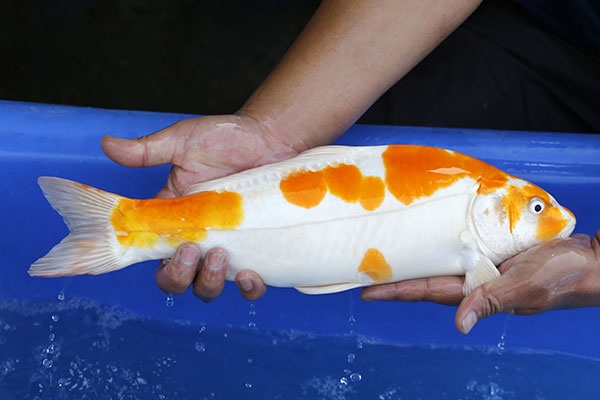07-菊水-41cm-不明-2016年產-3000起標-(2017江語鯉苑拍賣會)-2.jpg