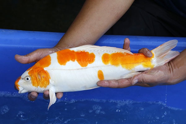 07-菊水-41cm-不明-2016年產-3000起標-(2017江語鯉苑拍賣會)-3.jpg