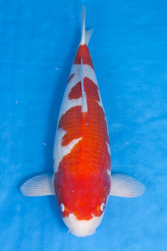08-紅白-57cm-母-2015年產-10000起標-(2017江語鯉苑拍賣會)-1.jpg