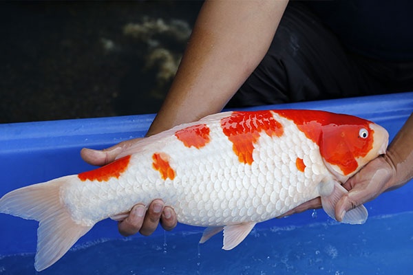 08-紅白-57cm-母-2015年產-10000起標-(2017江語鯉苑拍賣會)-2.jpg