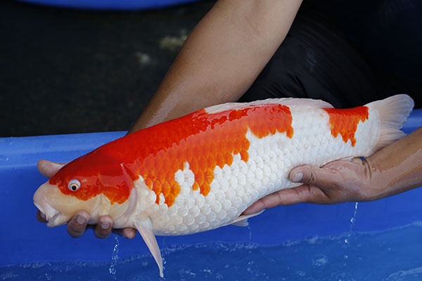 08-紅白-57cm-母-2015年產-10000起標-(2017江語鯉苑拍賣會)-3.jpg
