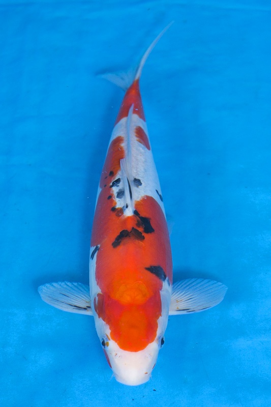 10-德國大正-39cm-母-2016年產-3000起標-(2017江語鯉苑拍賣會)-1.jpg