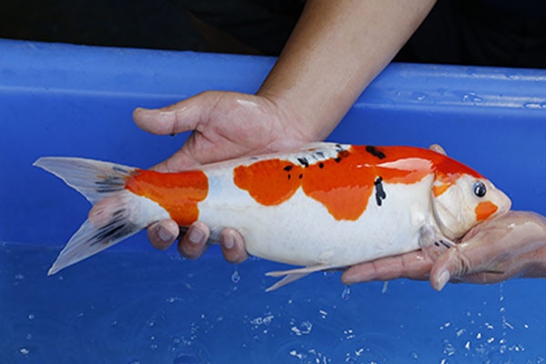 10-德國大正-39cm-母-2016年產-3000起標-(2017江語鯉苑拍賣會)-2.jpg