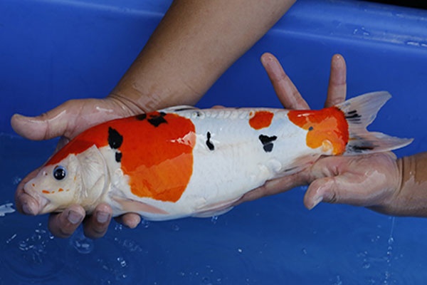 10-德國大正-39cm-母-2016年產-3000起標-(2017江語鯉苑拍賣會)-3.jpg
