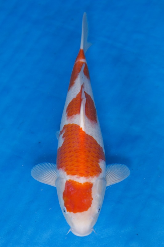 17-紅白-43cm-不明-2016年產-5000起標-(2017江語鯉苑拍賣會)-1.jpg