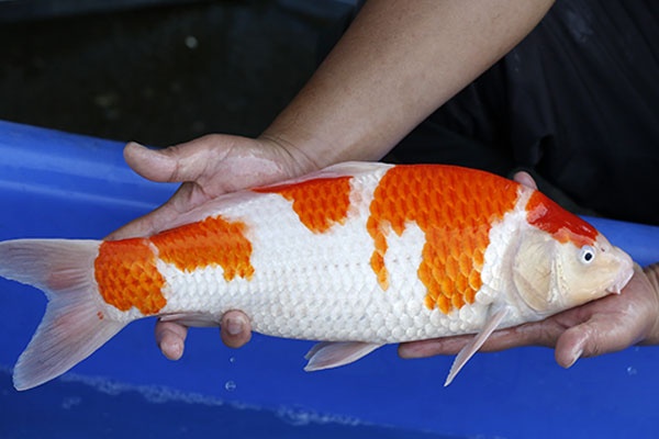 17-紅白-43cm-不明-2016年產-5000起標-(2017江語鯉苑拍賣會)-2.jpg