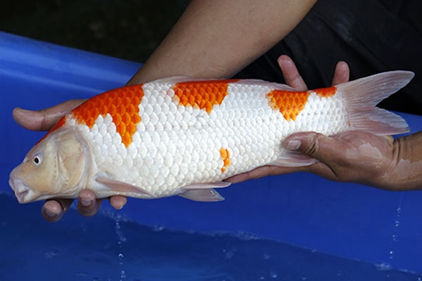 17-紅白-43cm-不明-2016年產-5000起標-(2017江語鯉苑拍賣會)-3.jpg