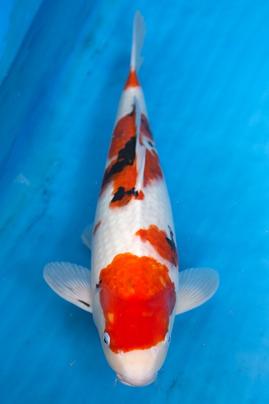 24-大正-54cm-母-2015年產-10000起標-(2017江語鯉苑拍賣會)-1.jpg