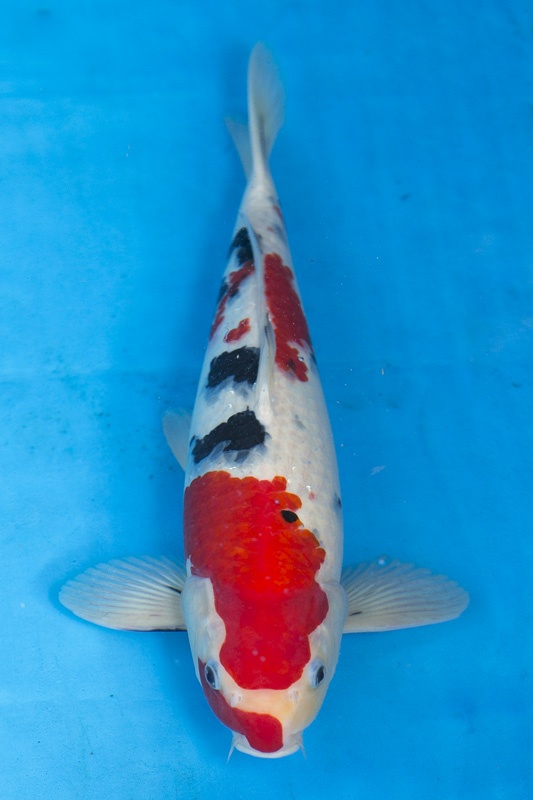 27-大正-44cm-公-2016年產-3000起標-(2017江語鯉苑拍賣會)-1.jpg