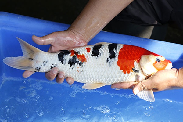 27-大正-44cm-公-2016年產-3000起標-(2017江語鯉苑拍賣會)-2.jpg