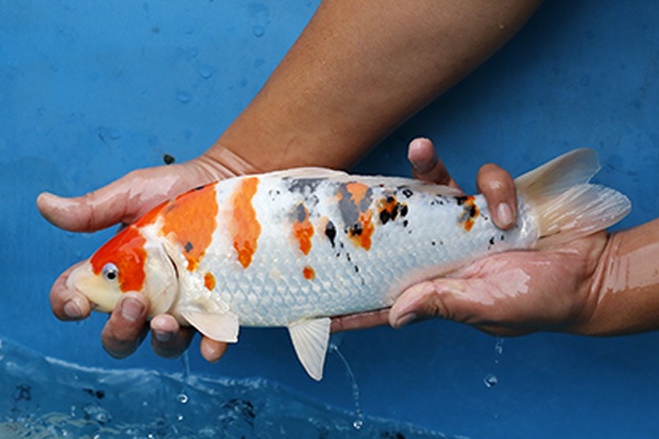 03-大正三色-34cm-不明-2016年產-3000起標-(2017江口的錦鯉殿)-2.jpg