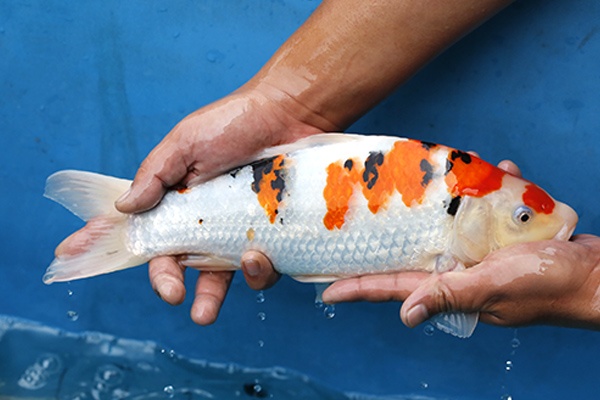 03-大正三色-34cm-不明-2016年產-3000起標-(2017江口的錦鯉殿)-3.jpg