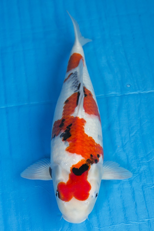 05-昭和三色(日本桃太郎產)-51cm-母-2015年產-10000起標-(2017江口拍賣會)-1.jpg.jpg
