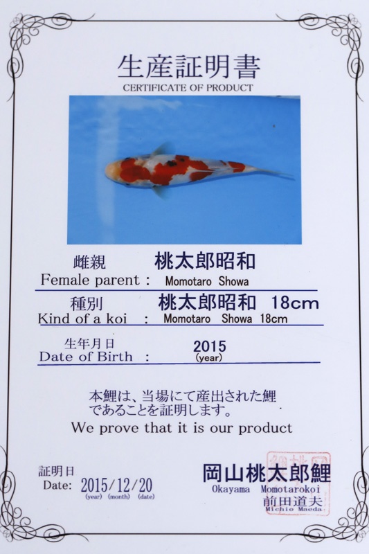05-昭和三色(日本桃太郎產)-51cm-母-2015年產-10000起標-(2017江口拍賣會)-2.jpg.jpg